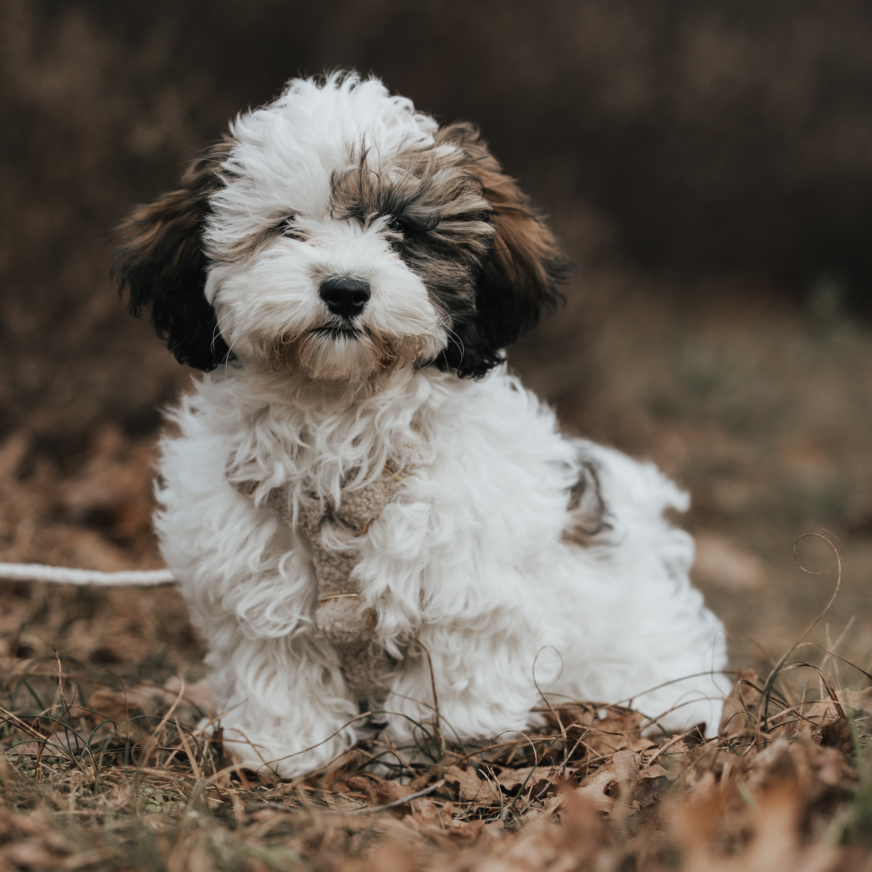 Building Up Walks with Your New Puppy: A Step-by-Step Guide