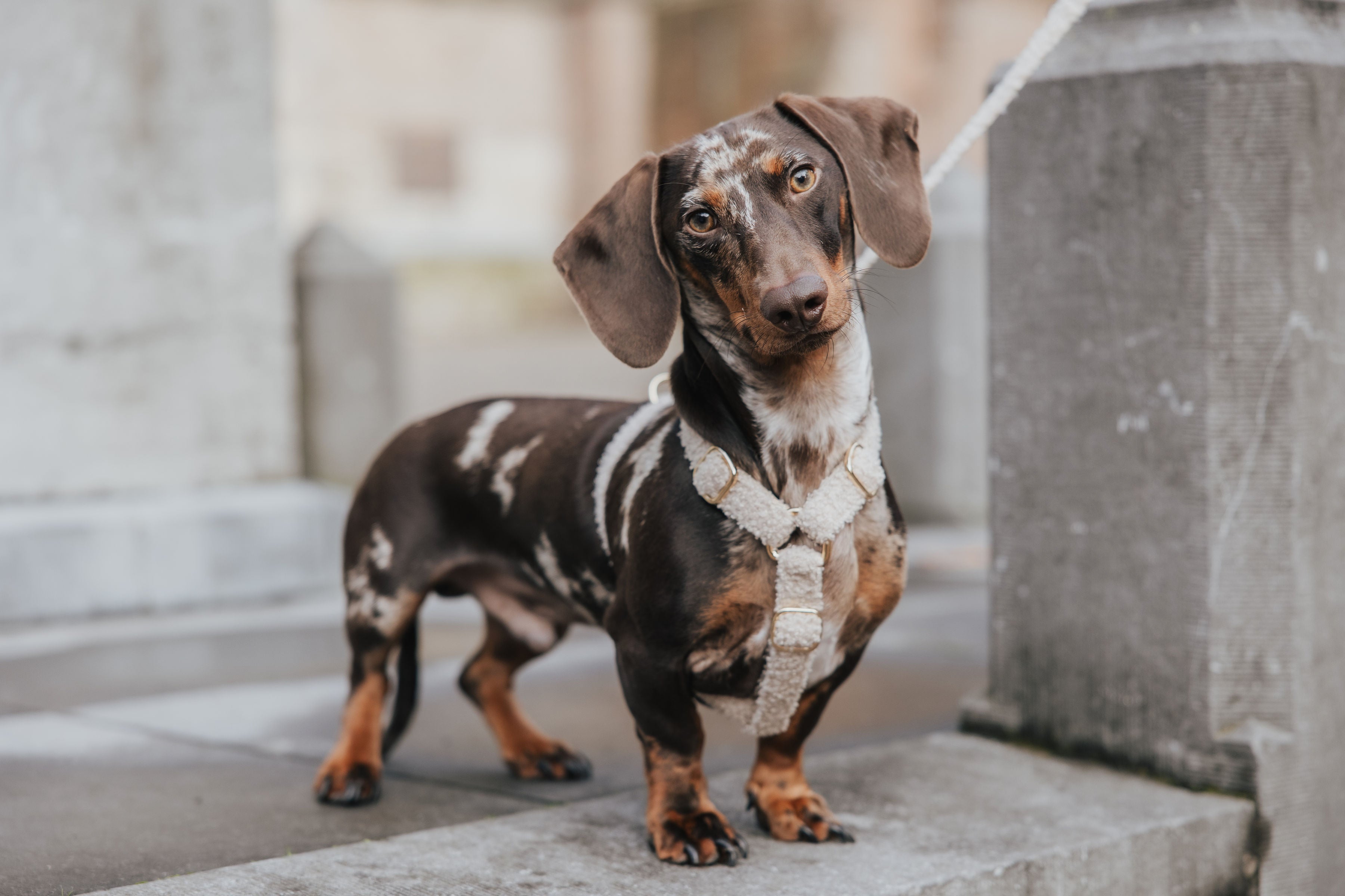 Dog Harness or Collar: Which is the best choice for your four-legged friend?
