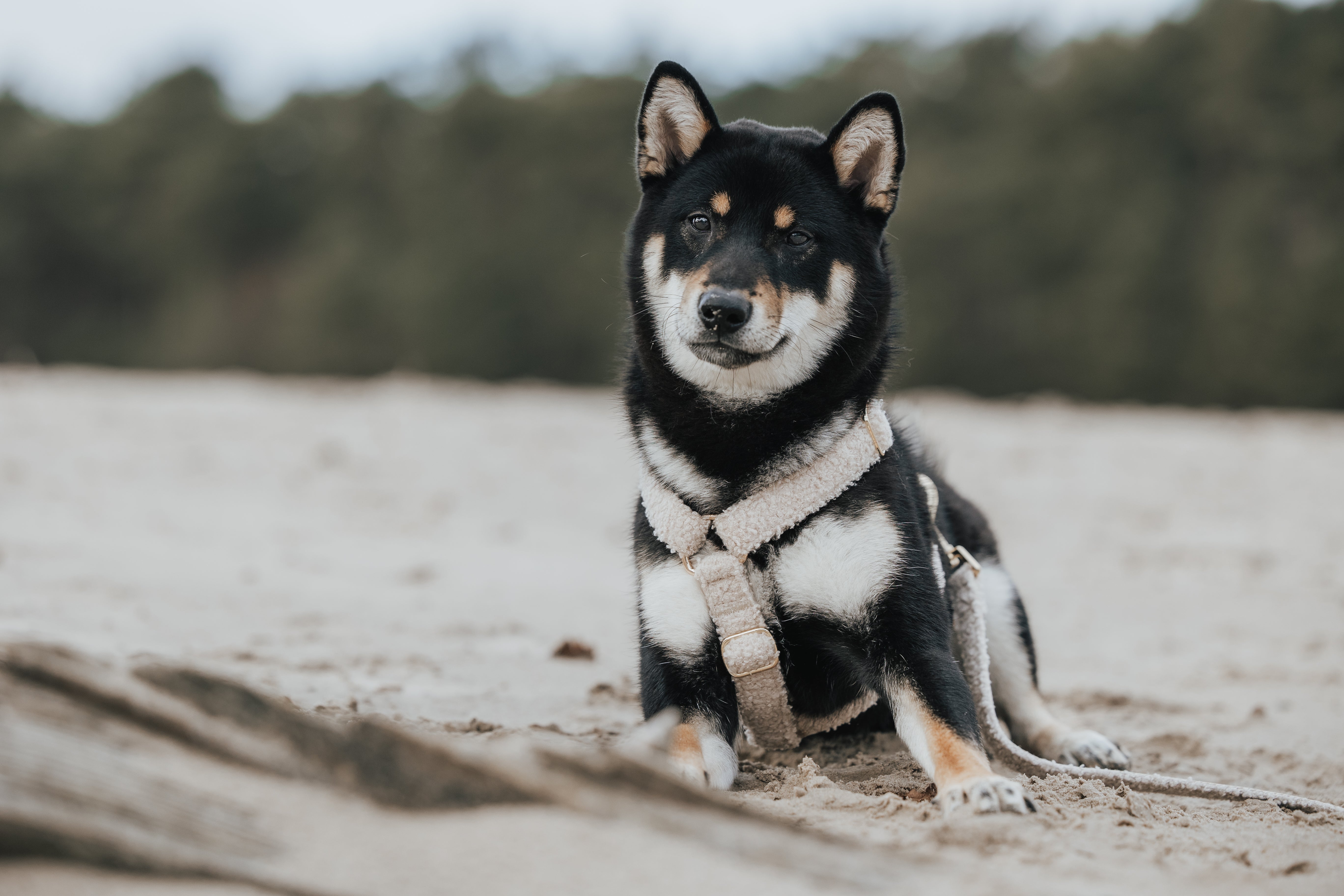 Harnesses