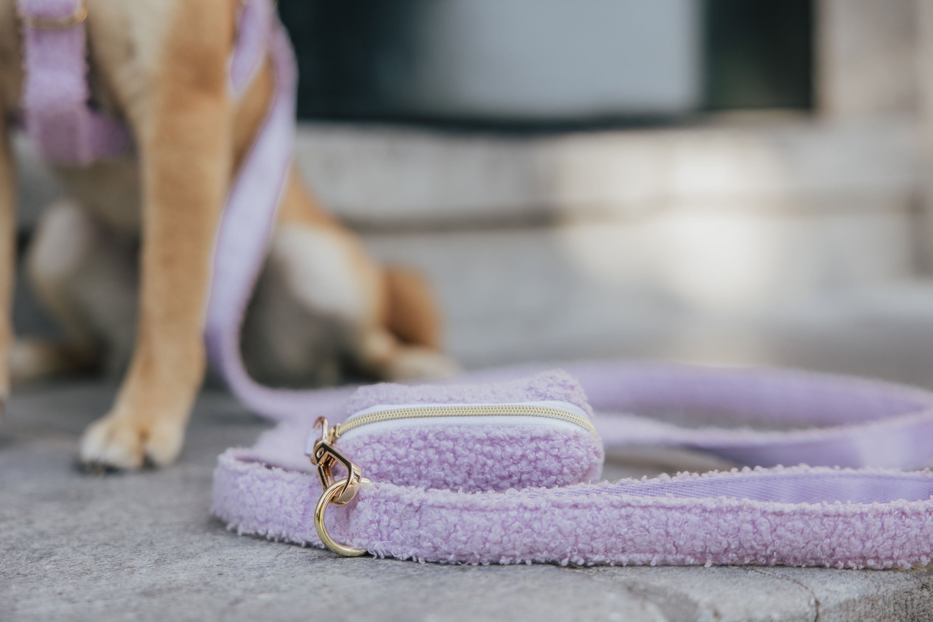 Leashes