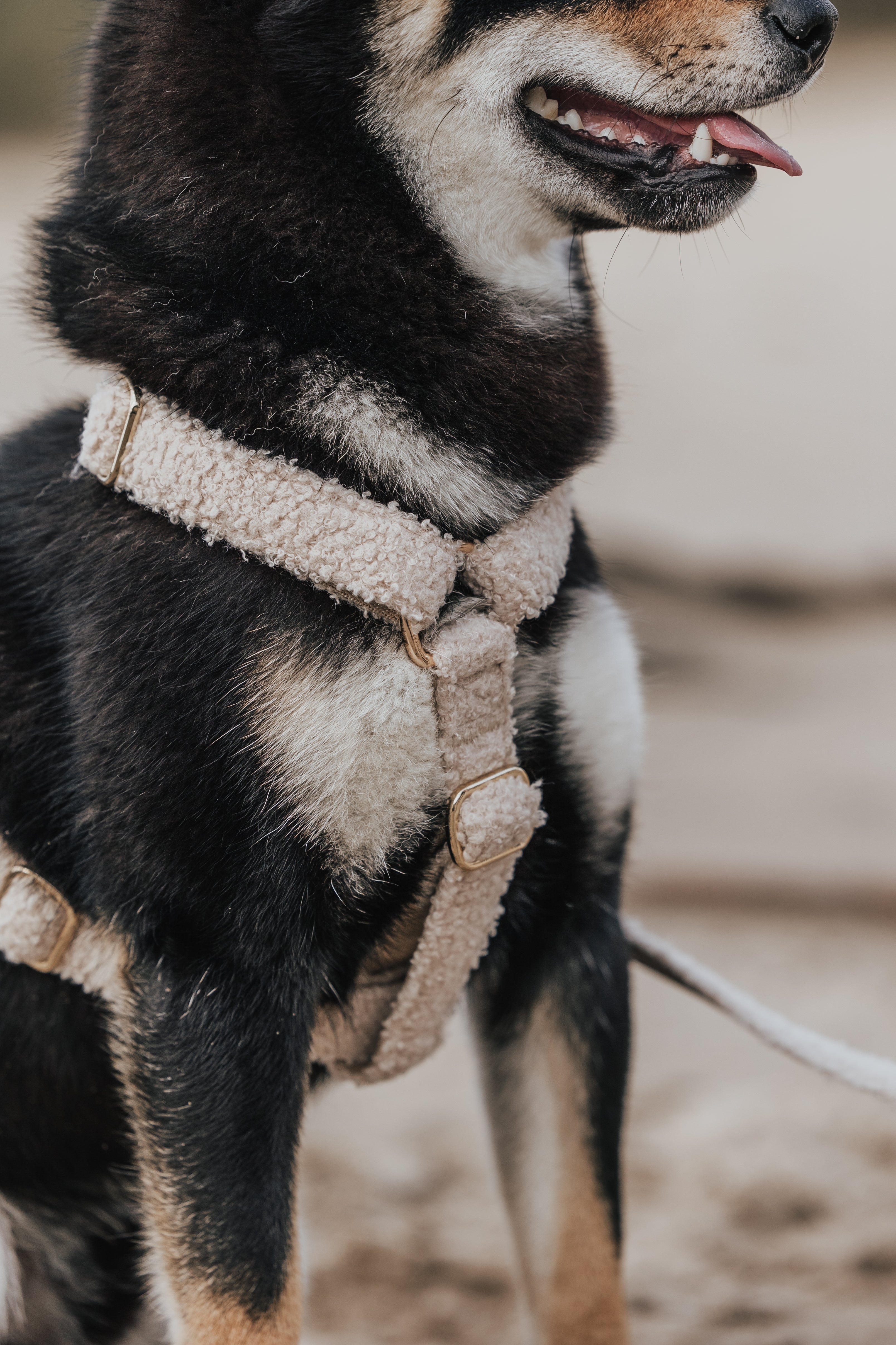 Hond draagt VIPSPAW teddy hondentuig in beige, comfortabel en stijlvol ontwerp