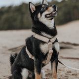 Teddy Walking Set - Sand