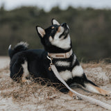 Teddy Dog Collar - Sand