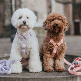 Teddy Y Harness - Sand