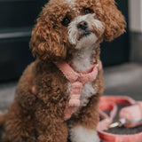 Teddy Harness - Peach