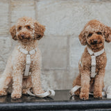 Teddy Y Harness - Sand