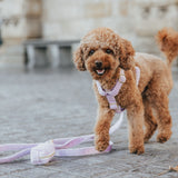 Teddy Y Harness - Sand