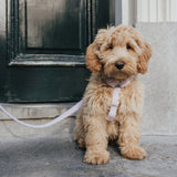Teddy Harness - Lilac