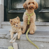 Teddy Harness - Green