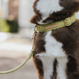 Teddy Collar Walking Set - Green