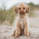 Teddy Y Harness - Sand