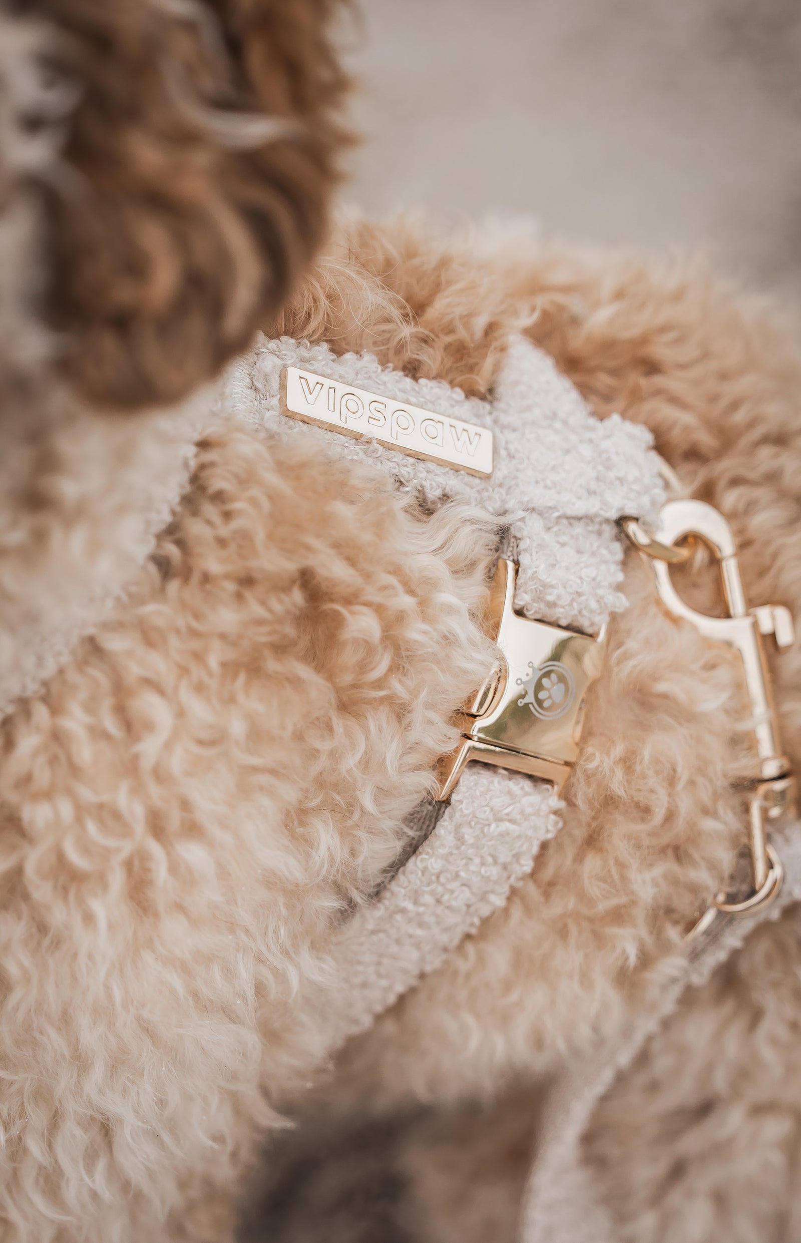 TEDDY COLLECTION